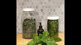 Lemon Balm Medicine