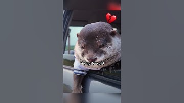 Nụ Cười Duy Nhất Đã Làm Ấm Trái Tim Chú Rái Cá #shorts