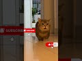 “My Cat Led Me to Something I Couldn’t See…” 😳🐱
