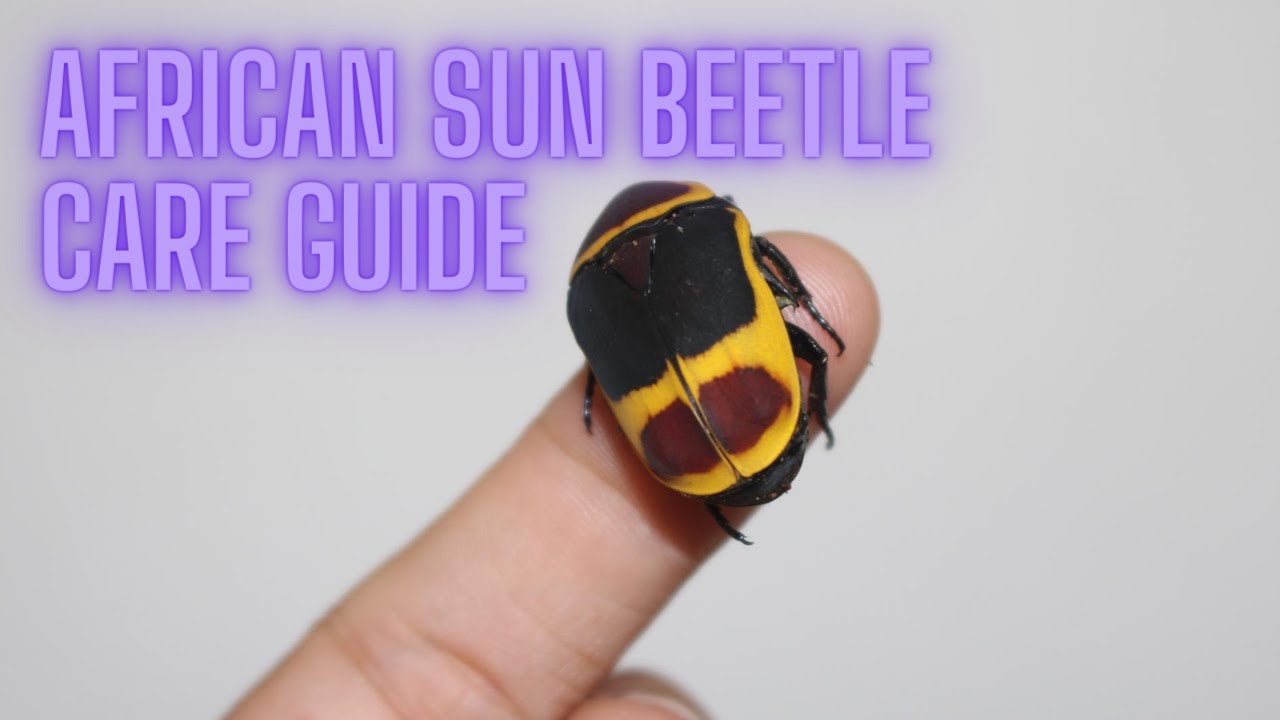 How to Care for an African Sun Beetle