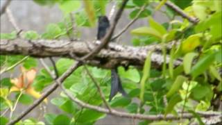 Download Lagu Drongo Cuckoo MP3 Download Lagu Drongo Cuckoo MP3