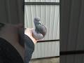 Голубь СК уходит в Точку на Игре 🔥🔥 #голуби #pigeon #tauben