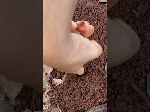 Skills catching giant insect cricket live in deep hole using bullet ants