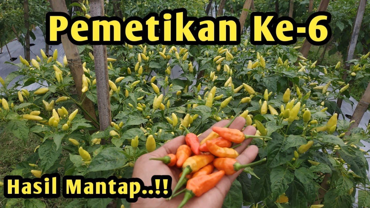 Panen Cabe Rawit ORI 212 Petik ke-6 hasilnya memuaskan || Cara Menanam