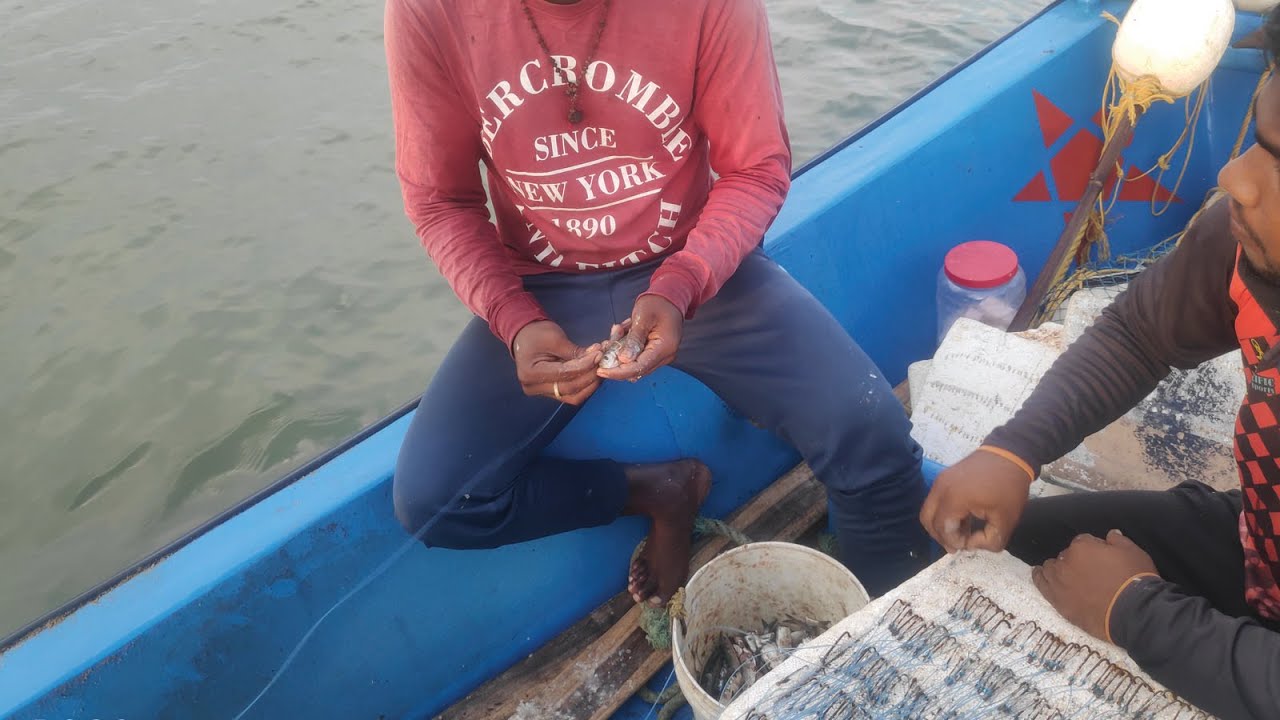Longline fishing method And techniques USING sardine FISH BAITS 