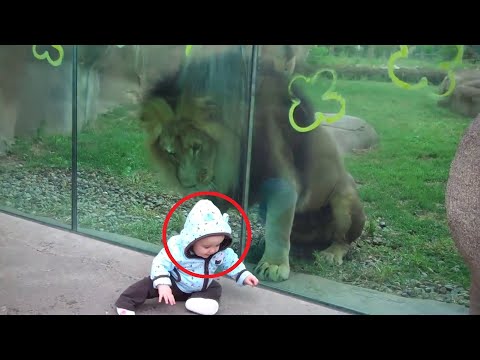 Video: Grodino zoologijos sodas: kada apsilankyti ir ką galite pamatyti