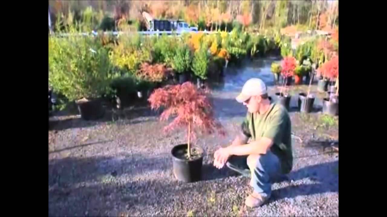 Caring Tips For Red Japanese Maple Trees 
