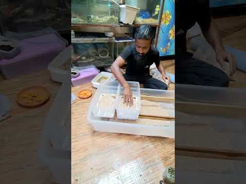 নুডলস পোকা, mealworm কি ভাবে সেটাপ করলে ভালো হয়। ( mealworm setup)