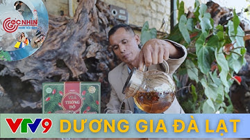 [VTV9/Góc nhìn người tiêu dùng] Tiềm năng từ trà thông đỏ trên cao nguyên Lâm Viên|Dương Gia Đà Lạt