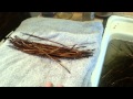 Pine Needle Baskets Part One: Gather, Clean, and Prepare the Needles