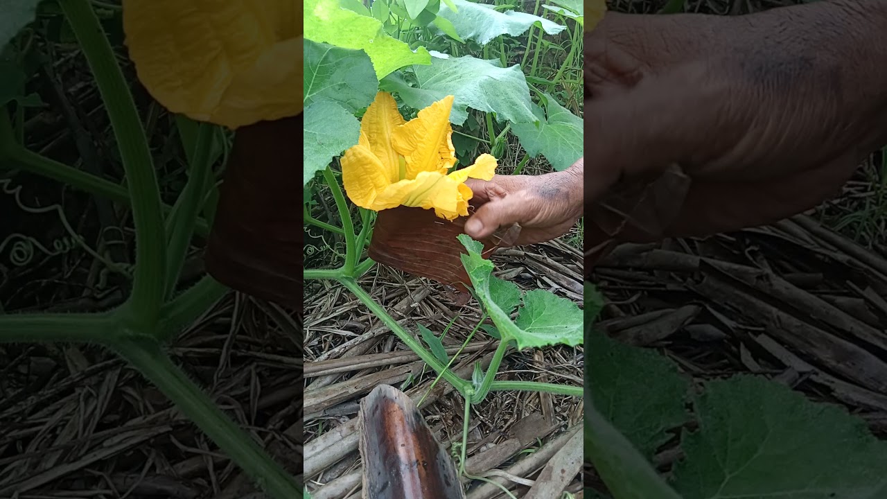 3 cara mengatasi buah labu agar tidak rontok