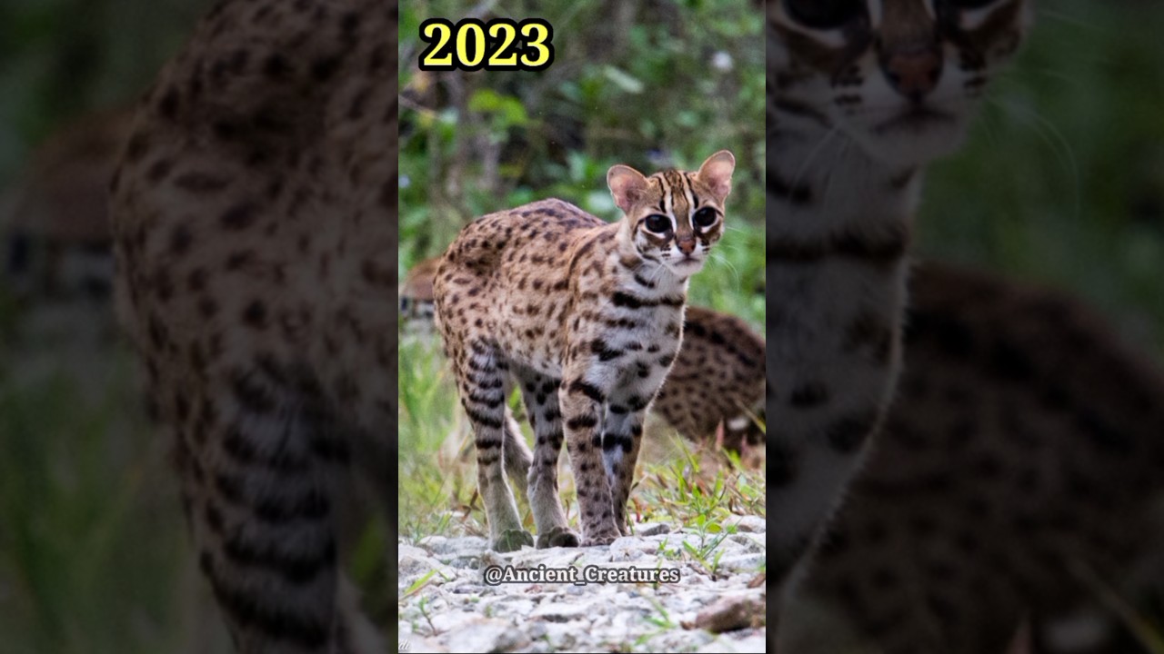2023 Leopard Cat and 5000 Bce Leopard Cat || Ancient Creatures 