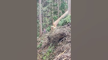 Felling a cedar jumper dangerous dosdefeb