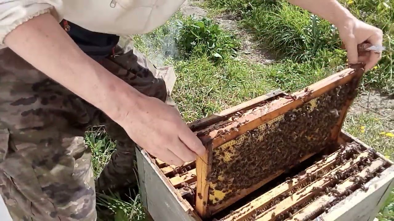 مراقبة الاساسان الشمعيان بعد مرور العاصفة