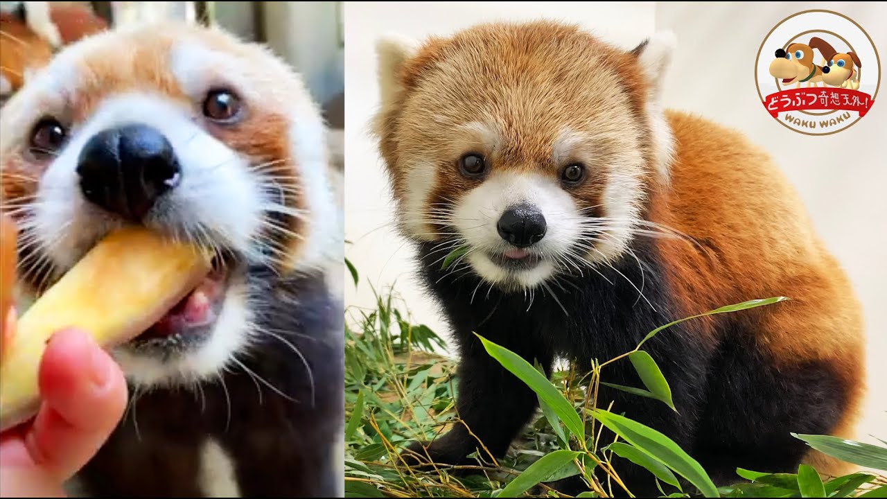 [Время жевания] Наблюдайте, как малая панда жуёт бамбуковые листья, и слушайте звуки жевания! Сот...