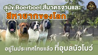 Ubon Boerboel EP.2 | ทำความรู้จักสุนัขพันธุ์ Boerboel สีมาตรฐานและสีหายากของโลก