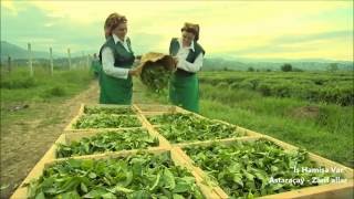 Astaraçay - Zərif Əllərdən Gələn Zərif Dad Çay Yığımı