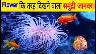 Sea Anemone Beautiful &amp; Dangerous Animal in Sea | Actiniaria | Amazing facts.