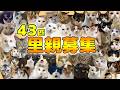 【里親募集】保護猫カフェにいる４３匹を紹介します！【２０２６年】