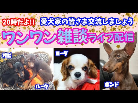 キャバリア&ミニピン🌟明後日ヨーダちゃん12歳になります🐶※わんコタツムリ…まったり雑談〜ライブ配信🐾