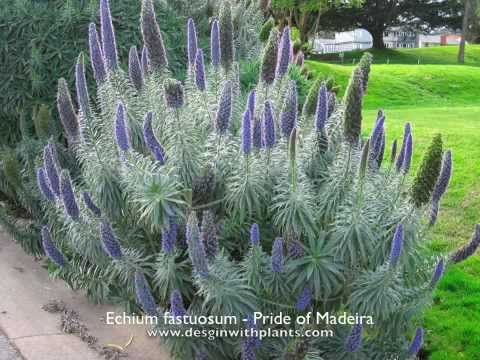 Echium fastuosum - Pride of Madeira