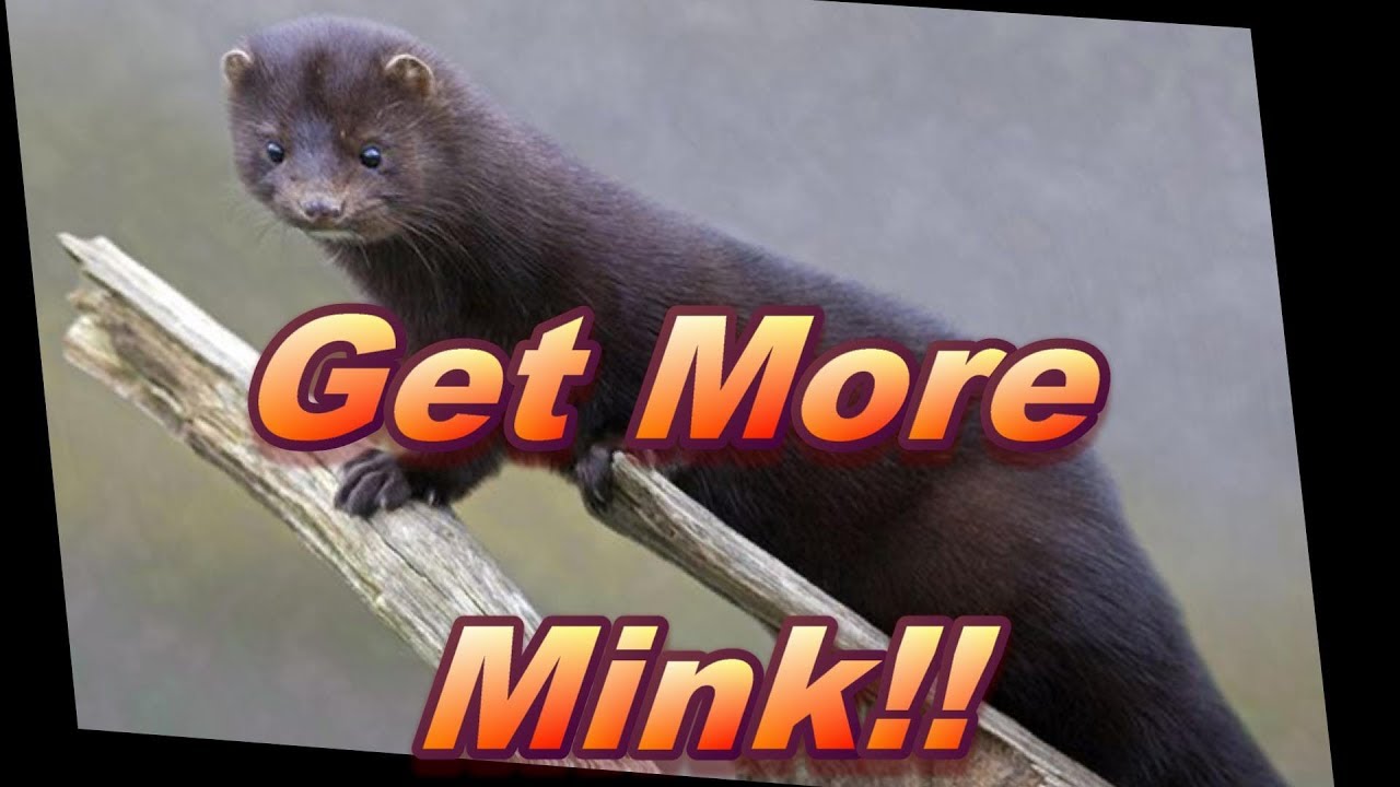 Основы отлова норок. Как поймать больше норок!