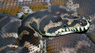 Irian Jaya Carpet Python Update!!!
