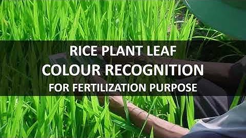 RICE PLANT LEAF COLOUR RECOGNITION FOR FERTILIZATION PURPOSES