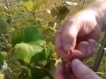 How to build a grape arbor and grape growing How to build a grape arbor and grape growing