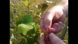 How To Build A Grape Arbor And Grape Growing