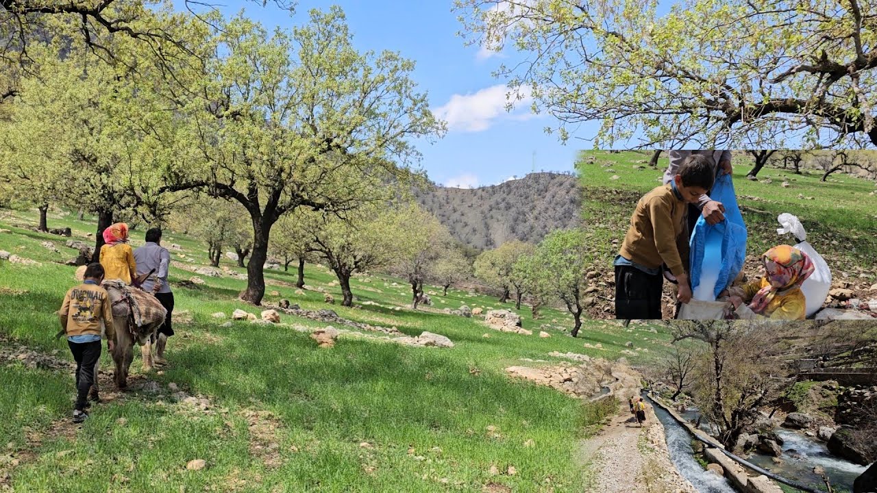 "Nomadic life: methods of fertilizing barley and wheat in traditional livestock farms"