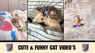 Cute \& funny cat videos 😻