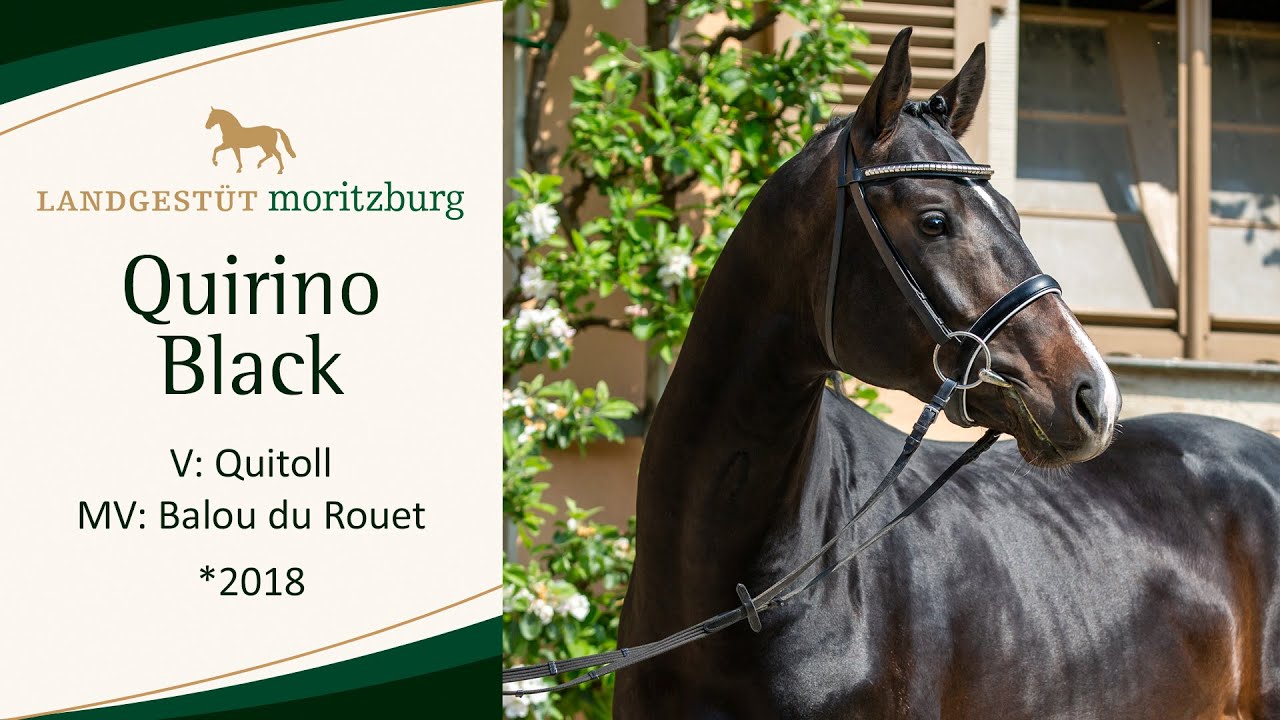 QUIRINO BLACK v. Quitoll - Balou du Rouet