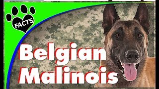 Top 10 Facts About Belgian Malinois Dogs 101