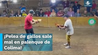 Gallo de pelea ataca a su propio dueño en pleno Palenque