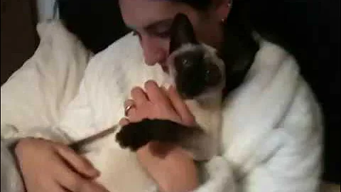 Video 11691041: siamese cat love, siamese point
