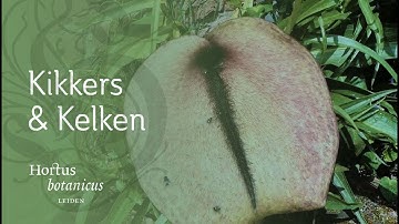 Studio Hortus | Afl. 1 | Boshyacinthen, Paardenbloemen, de familie Aronskelk, Kikkers & Wede
