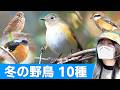 ルリビタキの鳴き声♪冬は鳥がいっぱい！【野鳥撮影vlog】