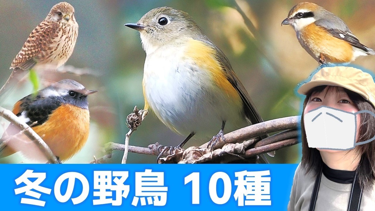 ルリビタキの鳴き声♪冬は鳥がいっぱい！【野鳥撮影vlog】