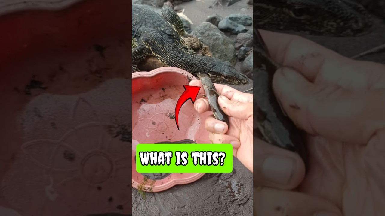 channa,channa limbata,channa asiatica- SNAKEHEAD FISH 