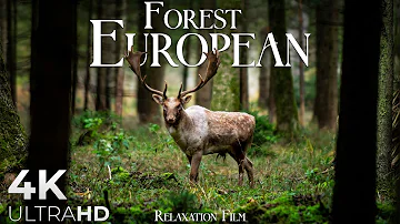 Forest 4K 🦌 European Nature Relaxation Film - Peaceful Relaxing Music - 4k Video UltraHD