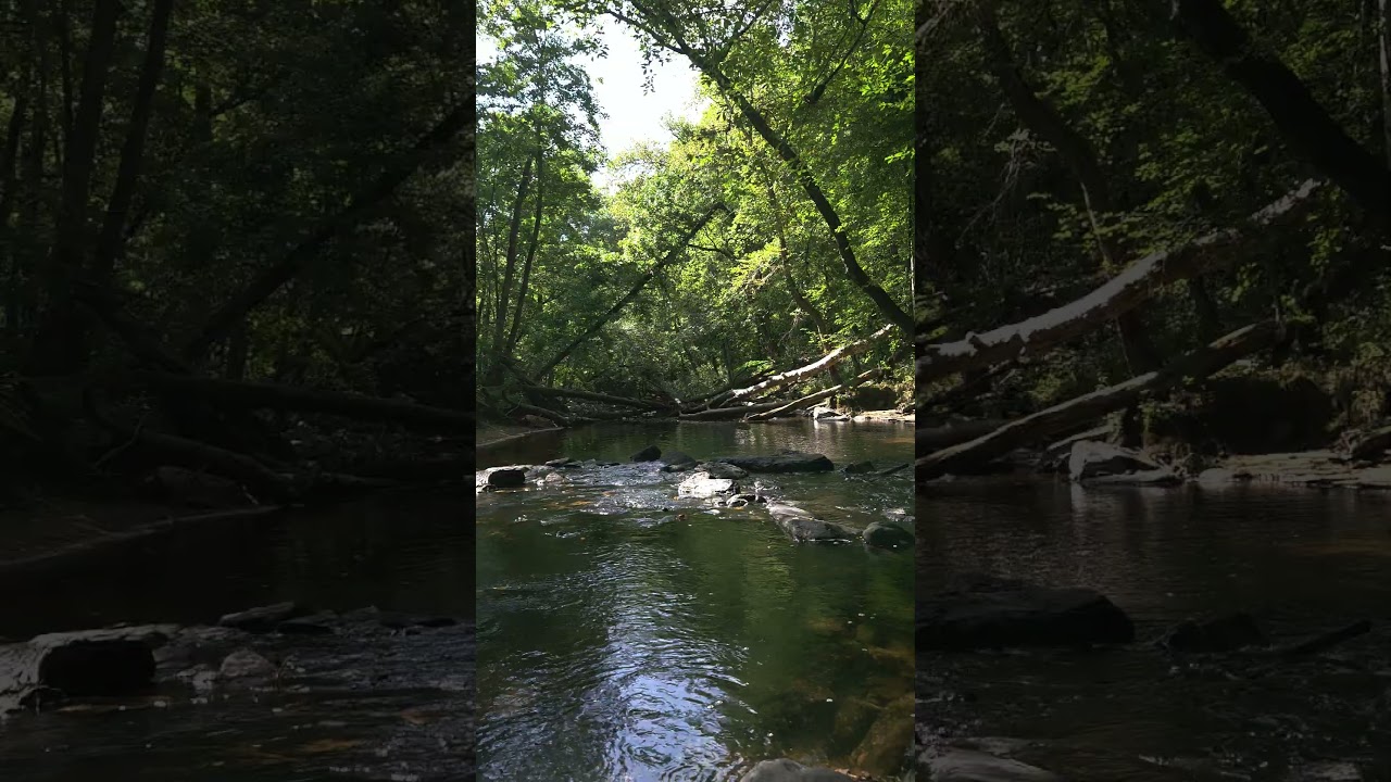TREE BLOCKAGE IN THE CALMING CREEK, MAJESTIC, BEAUTIFUL, 