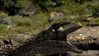 Raptors Tribute - Bodies