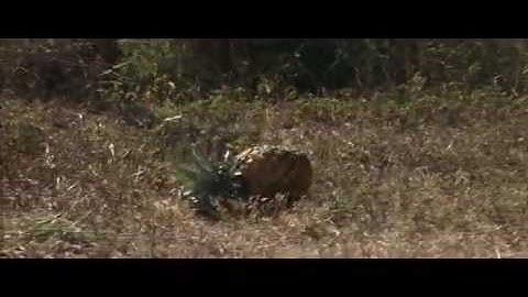 50 First Dates (Psicologia)