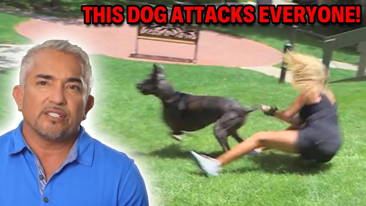 Как ранняя детская травма может привести к агрессии и тревожности у домашних животных | «Сезар 91...