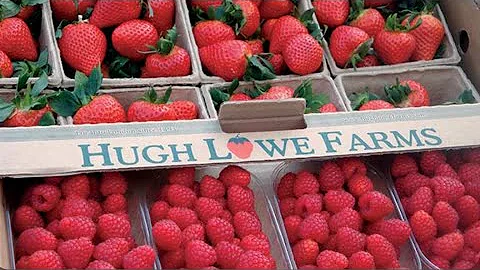 Hugh Lowe farm     #    #