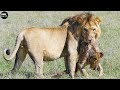 Male lion attack and eat lion  animal fighting  atp earth