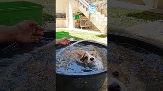 Corgi Learning How to Swim at Bath Time || ViralHog