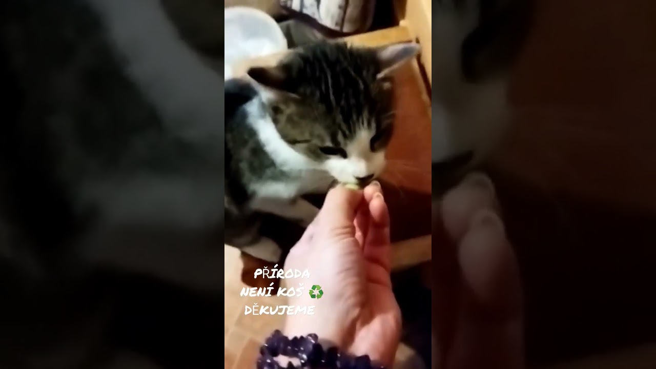 K O Č I Č Í    PAMLSEK a P E S