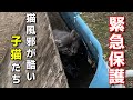 猫風邪治療の為急遽子猫を保護しました。